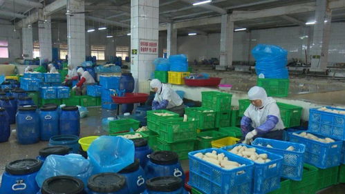 寶應縣強化藕制品企業(yè)執(zhí)法檢查，依法整治藕渣亂倒問題